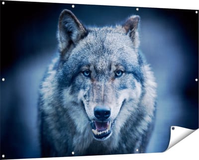 Gards Tuinposter Wolvenkop met Blauwe Ogen - Wolf - 150x100 cm - Tuindoek - Tuindecoratie - Wanddecoratie buiten - Tuinschilderij