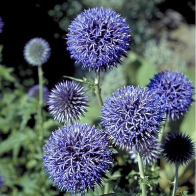 6 x Echinops Ritro - Kogeldistel pot 9x9cm