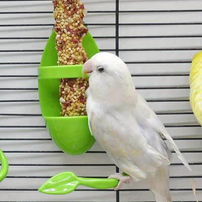 Mangeoire à oiseaux suspendue, Os de poisson et Tasse d'alimentation. Les oiseaux mangent des fruits ou des légumes. Distributeur et support de tablettes de calcium pour perroquet. Nourrissage d'oiseaux Nourrissage , vert