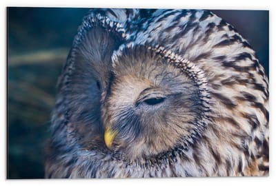 Dibond - Uil met Wit Bruine Haren en Gele Neus - 60x40cm Foto op Aluminium (Met Ophangsysteem)