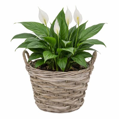 Mega Collections plantenmand Heeg - rotan - D35 x H25 cm - lichtbruin/grijs - met handvaten
