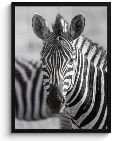 Poster in lijst - Fotolijst 60x80 cm - Posters - Zebra's - Zwart - Wit - Posterlijst zwart - Decoratie - Wanddecoratie woonkamer - Muurdecoratie slaapkamer