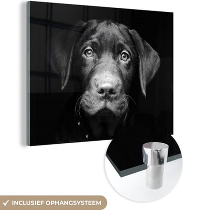 MuchoWow® Glasschilderij 160x120 cm - Schilderij acrylglas - Hond - Licht - Zwart - Foto op glas - Schilderijen