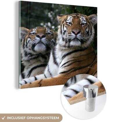 MuchoWow® Glasschilderij 50x50 cm - Schilderij acrylglas - Tijgers - Bos - Koppen - Foto op glas - Schilderijen