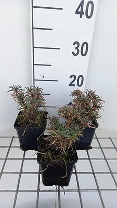 6x Muurbloem - Erysimum hybr. Red Jep' | 9x9 cm pot