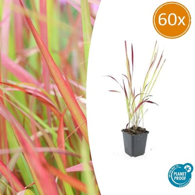 Tuinplantenshop.com | Imperata cylindrica 'Red Baron' | 60 stuks - Ø9cm - 10-25cm hoog - Tuinplant