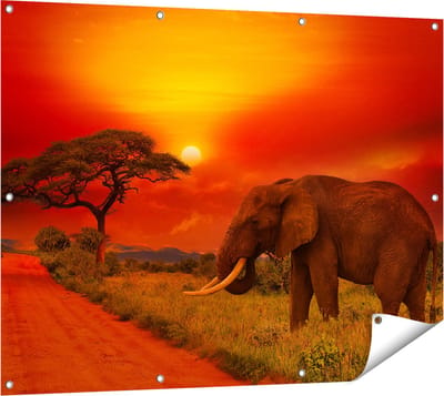 Gards Tuinposter Olifant in het Wild tijdens Zonsondergang - 120x90 cm - Tuindoek - Tuindecoratie - Wanddecoratie buiten - Tuinschilderij