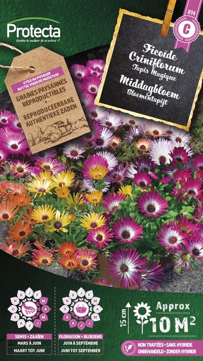 Protecta Bloemen zaden: Middagbloem Magisch Tapijt