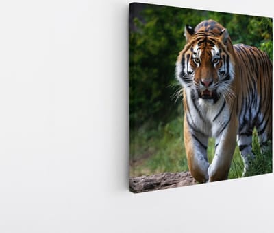Saammp Canvas Schilderij - Tijger op bospad - Natuur - Dieren - 20x20 - Foto op canvas - Wanddecoratie - muurdecoratie Woonkamer - Slaapkamer decoratie - Canvas Print