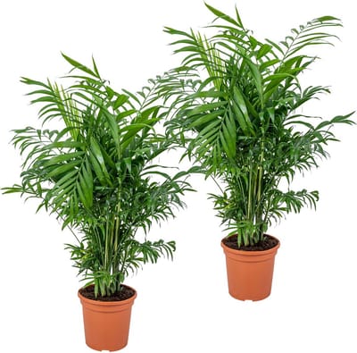 Bloomique - Set van 2 - Chamaedorea Elegans - Mexicaanse Dwergpalm - Kamerplanten - Luchtzuiverend - Diervriendelijk - Gemakkelijk in onderhoud - Hoogte 50-60 cm - Pot 17 cm