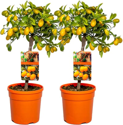 Bloomique - Set van 2 - Citrus Kumquat - Dwergsinaasappel - Sinaasappelboom - Citrusboom - Fruitboom - Tuinplanten - Hoogte 50-70 cm - Pot 19 cm