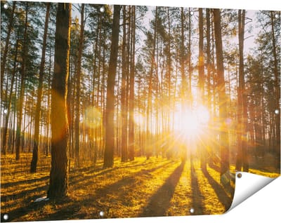 Gards Tuinposter Zonsopkomst in het Bos tussen de Bomen - 120x80 cm - Tuindoek - Tuindecoratie - Wanddecoratie buiten - Tuinschilderij