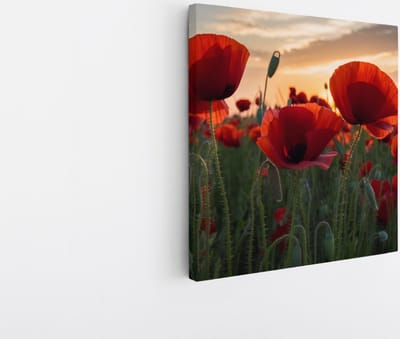 Saammp Canvas Schilderij - Klaprozen - Natuur - Landschap - 20x20 - Foto op canvas - Wanddecoratie - Muurdecoratie Woonkamer - Slaapkamer decoratie - Canvas Print