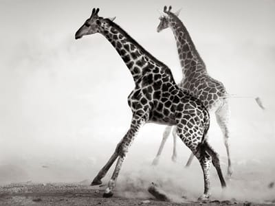 Fotobehang - Giraffen.