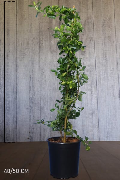 Plants Online - Haagplanten - Vuurdoorn 'Orange Glow' - Pot 40-50 cm - set van 10 - Vruchtdragend - Wintergroen - Bloeiende plant - Inbraakwerend - Populair bij vogels