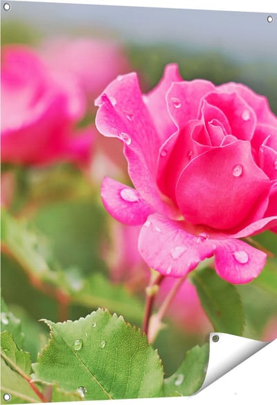 Gards Tuinposter Roze Roos met Waterdruppels - 80x100 cm - Tuindoek - Tuindecoratie - Wanddecoratie buiten - Tuinschilderij