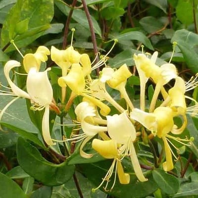Lonicera Periclymenum 'Sensation' - Kamperfoelie - 50-60 cm in pot: Geurige klimplant met paars-rode bloemen.
