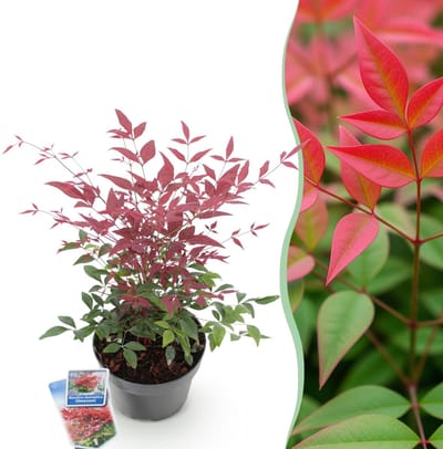 Green boutiQ - Tuinplant - Nandina Obsessed - Rood - 1 Plant - Groenblijvend - Weinig Onderhoud - Pot 17cm Hoogte 35 - 45cm