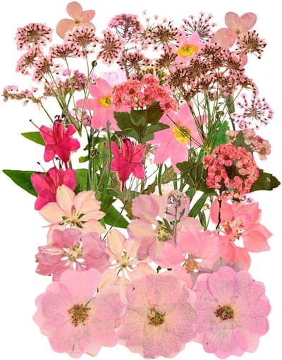 37 Stuks Gedroogde Bloemen Gemengd Natuurlijke Pressed Flowers voor DIY, Nagelkunst en Decoratie