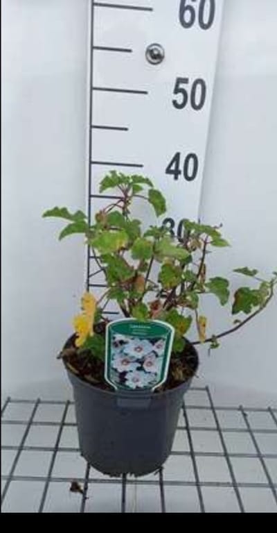 Lavatera hybr. 'Barnsley Baby'® - Malvastruik, Struikmalva, 25- 30 cm in pot