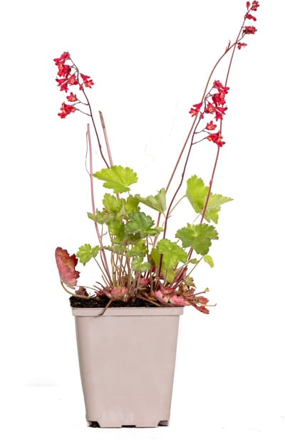 Bloomique - Heuchera Sanguinea Splendens - Purperklokje - Tuinplanten - Winterhard - Diervriendelijk - Hoogte 10-20 cm - Pot 9x9 cm