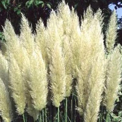 6 x Cortaderia selloana 'Pumila' - Pampasgras pot 9 x 9 cm - Compact en Sierlijk Gras voor Kleine Tuinen
