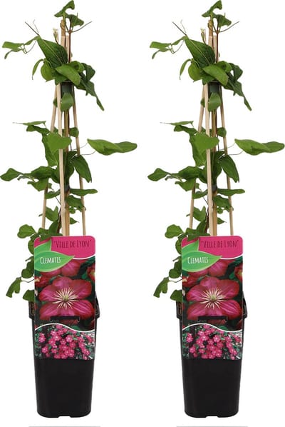 Bloomique - Set van 2 - Clematis Ville de Lyon - Bosrank - Donkerroze - Klimplanten - Tuinplanten - Winterhard - Hoogte 50-70 cm - Pot 15cm