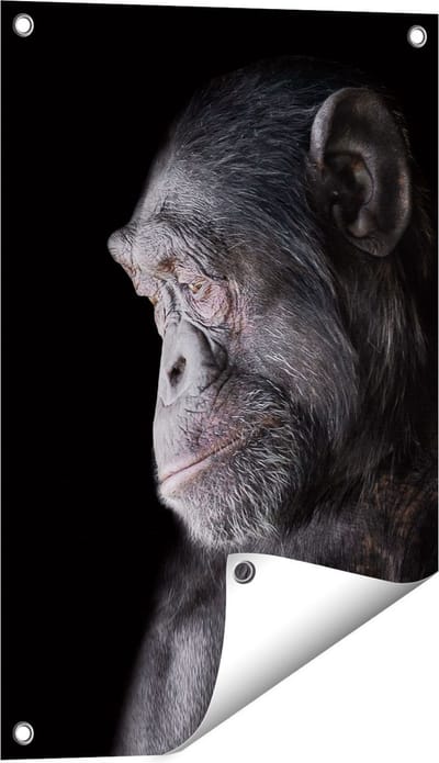 Gards Tuinposter Chimpansee Aap op Zwart Achtergrond - 40x60 cm - Tuindoek - Tuindecoratie - Wanddecoratie buiten - Tuinschilderij