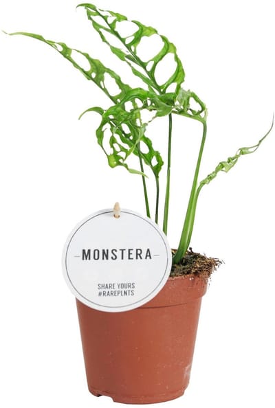 Monstera Obliqua Peru - Hoogte 25cm - Pot 12cm
