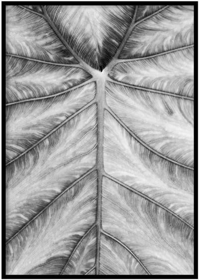 Poster Olifantsoor blad - 30x40cm met Fotolijst – Natuur Poster – Ingelijst