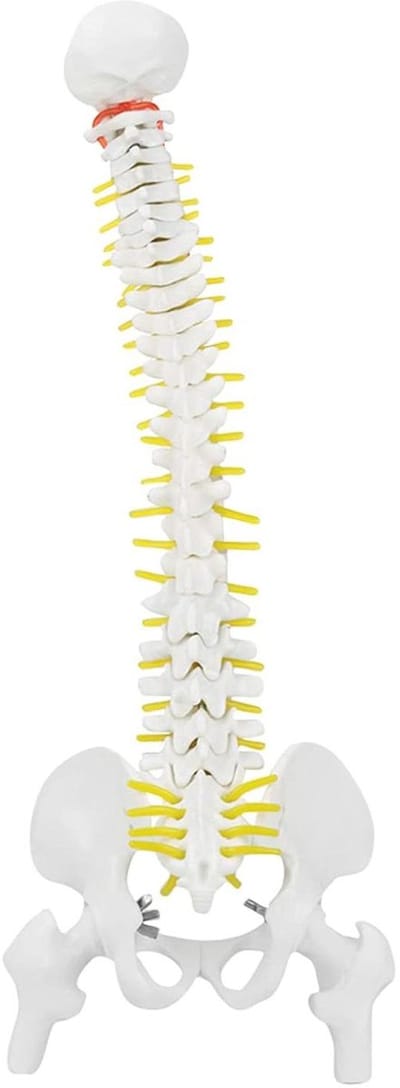 Menselijk Ruggengraatmodel - Skeletmodel Leren - Anatomie Onderwijs - Flexibel Merg - 45 cm - Wit