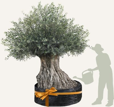 Evergreens - Olijfboom - Olea europaea - 'Bonsai' - 200/250 - Olea Europea - Olijfboom op stam in net - Winterhard - Groenblijvend - Olijven - Voeding