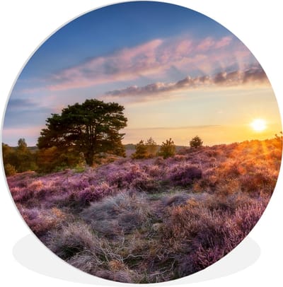 WallCircle® Wandcirkel 30x30 cm - Muurcirkel Bloeiende heide tijdens zonsondergang in Nederland - Muurdecoratie woonkamer - Wanddecoratie slaapkamer - Kamer decoratie accessoires - Ronde schilderijen