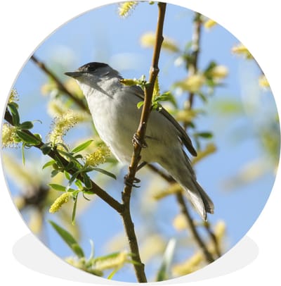 WallCircle® Wandcirkel 60x60 cm - Muurcirkel Vogel in een boom - Muurdecoratie woonkamer - Wanddecoratie slaapkamer - Kamer decoratie accessoires - Ronde schilderijen