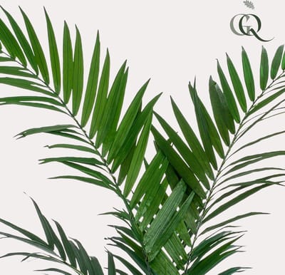 Kunstplant - Kentia -Kentiapalm - 150cm