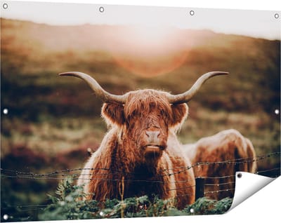 Gards Tuinposter Schotse Hooglander Koe in de Zon - 120x80 cm - Tuindoek - Tuindecoratie - Wanddecoratie buiten - Tuinschilderij