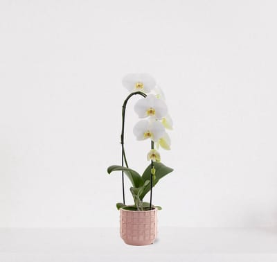 Phalaenopsis Cascade wit in sierpot Janneke roze – bloeiende witte Orchidee – kamerplant - 50-65cm - Ø13 – grootbloemig - geleverd met plantenpot – vers uit de kwekerij