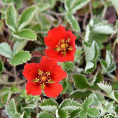 6 x Potentilla Atrosanguinea - Ganzerik pot 9x9cm - Kleurrijke Borderplant