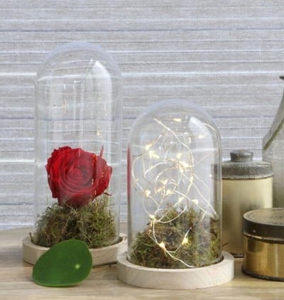 Glazen Koepel Met Houten Basisvoet Ø 10 Cm En 15 Cm Hoog (1 St)