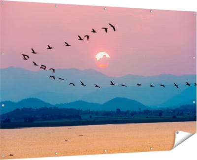 Gards Tuinposter Silhouet van Zwerm Vogels bij Zonsondergang - 180x120 cm - Tuindoek - Tuindecoratie - Wanddecoratie buiten - Tuinschilderij