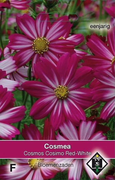 2 stuks Van Hemert & Co Cosmos bipinnatus Cosimo Red White
