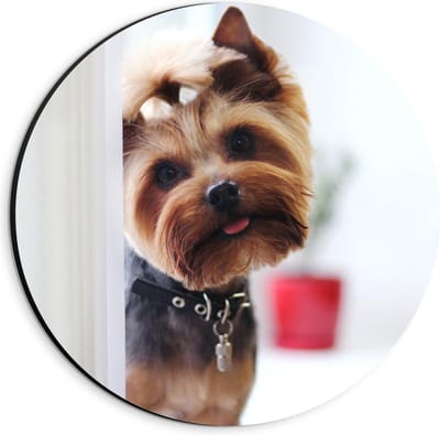 Dibond Wandcirkel - Schattige Hondje Met Staartje - 20x20cm Foto op Aluminium Wandcirkel (met ophangsysteem)