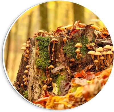 KuijsFotoprint - Schilderij - Boomstronk Begroeid Met Paddenstoelen Mos - Groen, Bruin, Geel En Oranje - 20 X 20 Cm