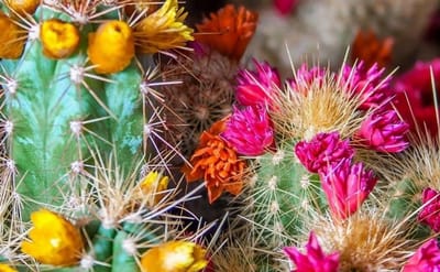 Cactus Aarde - Vetplant Grond - Planten Verzorgen - Vochtregulerend Substraat - 5 Liter