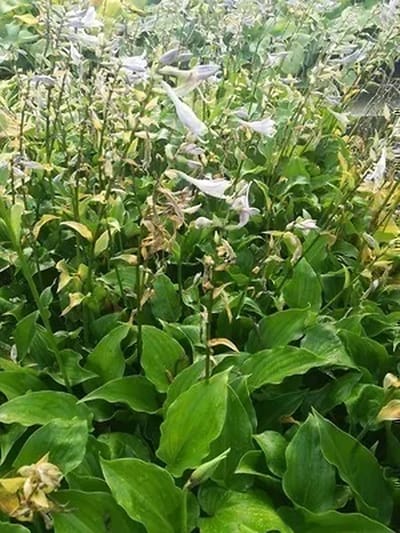 6x Funkia - Hosta hybr. 'Invincible' | 9x9 cm pot