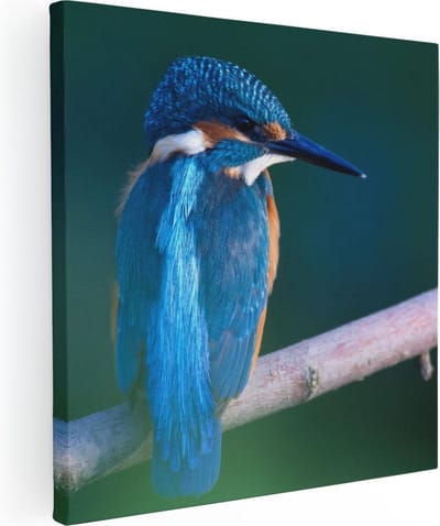 Artaza Canvas Schilderij IJsvogel - 80x80 cm - Wanddecoratie Vogels - Muurdecoratie Dieren - Schilderijen Op Canvas