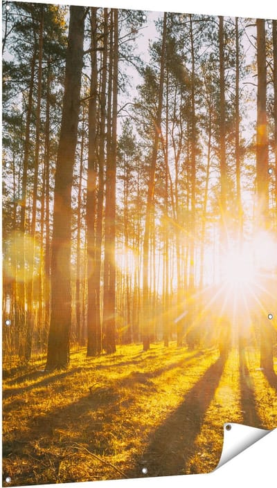 Gards Tuinposter Zonsopkomst in het Bos tussen de Bomen - 100x150 cm - Tuindoek - Tuindecoratie - Wanddecoratie buiten - Tuinschilderij