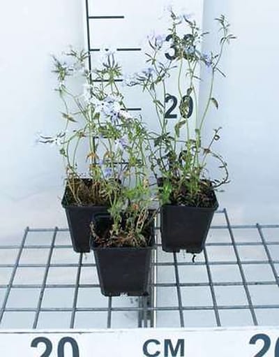 6x Vlambloem - Phlox divar. 'Clouds of Perfume' | 9x9 cm pot