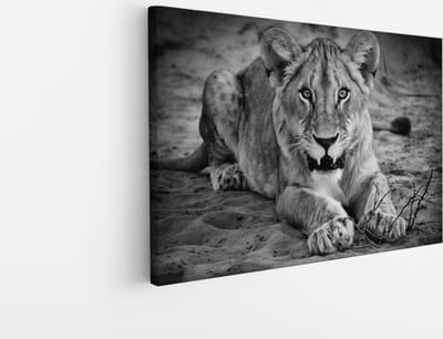 Saammp Canvas Schilderij - Boze leeuwin - Dieren - Natuur - 45x30 - Foto op canvas - Wanddecoratie - Muurdecoratie Woonkamer - Slaapkamer decoratie - Canvas Print