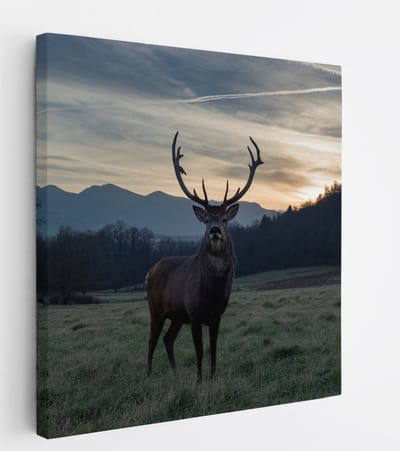 Saammp Canvas Schilderij - Hert - Zonsondergang - Natuur - Dieren - 20x20 - Foto op canvas - Wanddecoratie - Muurdecoratie Woonkamer - Slaapkamer decoratie - Canvas Print